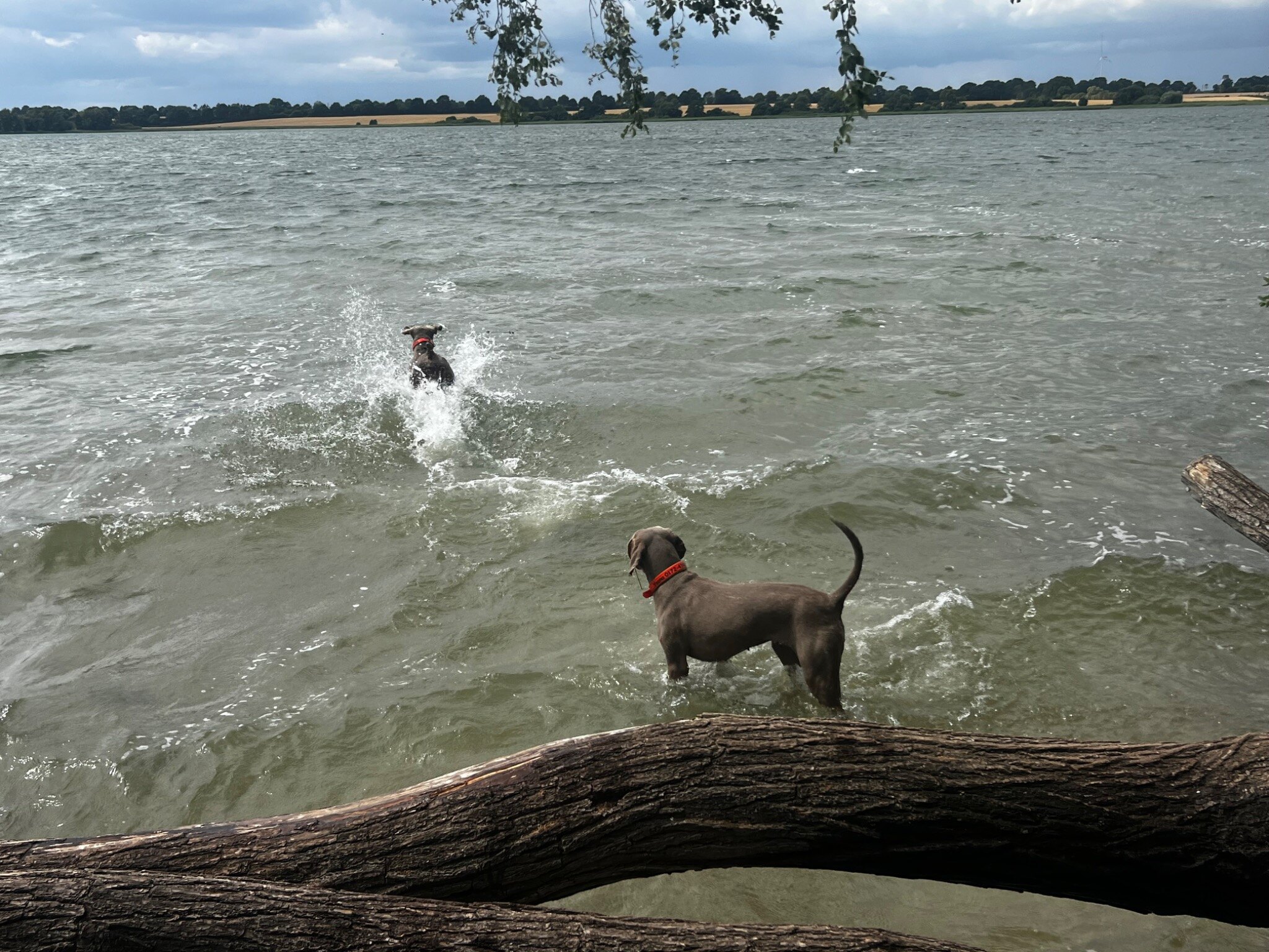 Zwei Hunde spielen am Ufer des Großen Pönitzer Sees im Wasser